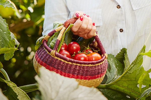 Image of tomato harvest